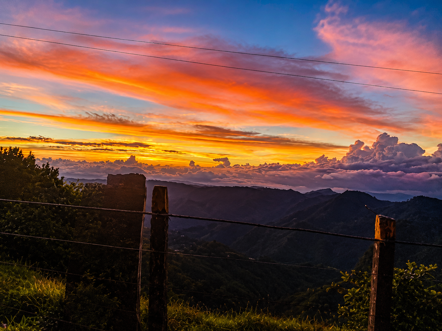 Terrazas de café en ladera de montaña tolimense